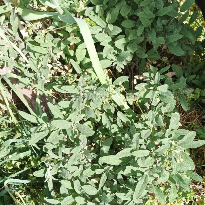 Sauge officinale, l’herbe sacrée, Salvia officinalis image